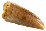 Serrated, Raptor Premaxillary Tooth - Real Dinosaur Tooth #346997-1